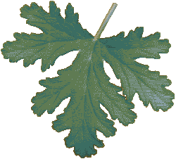 Citronella Leaf