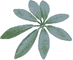 Schefflera Leaf